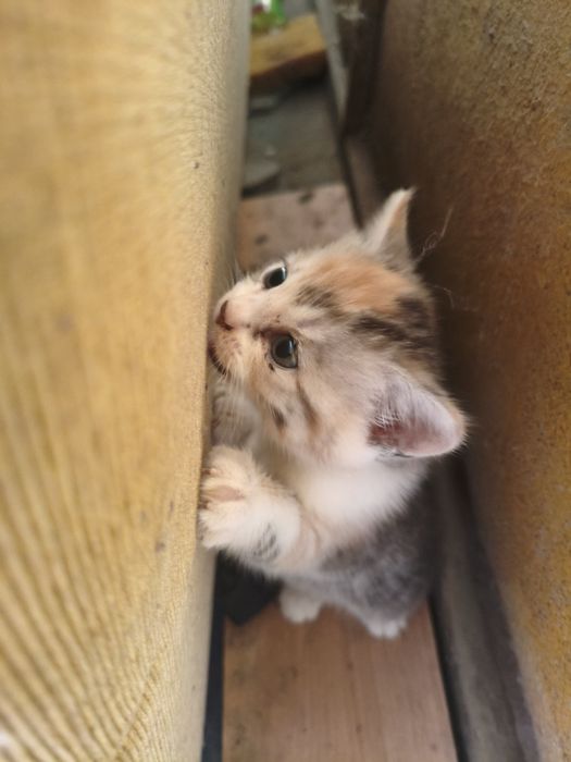 Отдам котята девочки