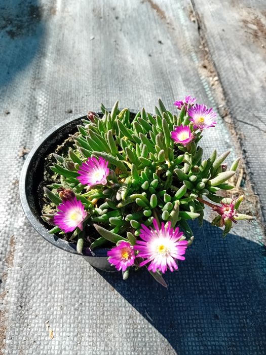 Делосперма        разсад