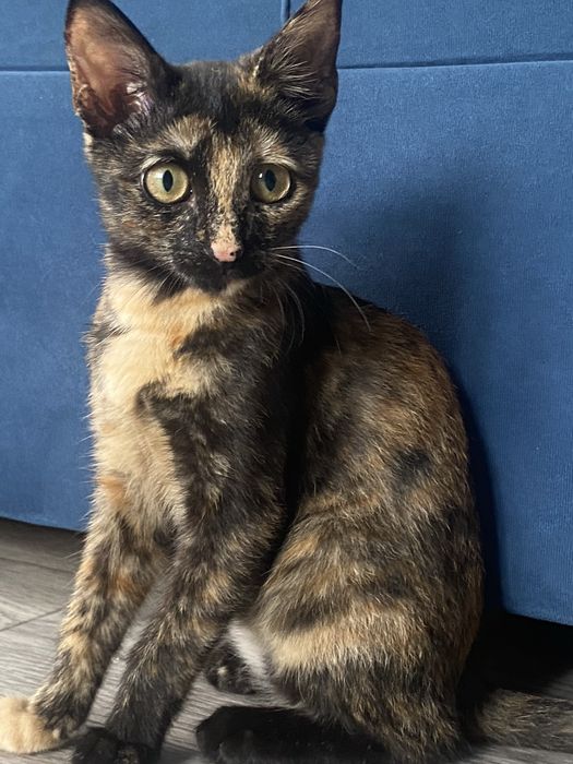 Котёнок девочкаа