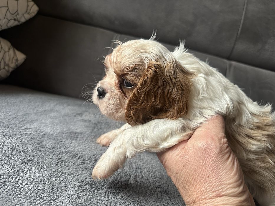 Празнична промоция. Продавам малки кавалерчета