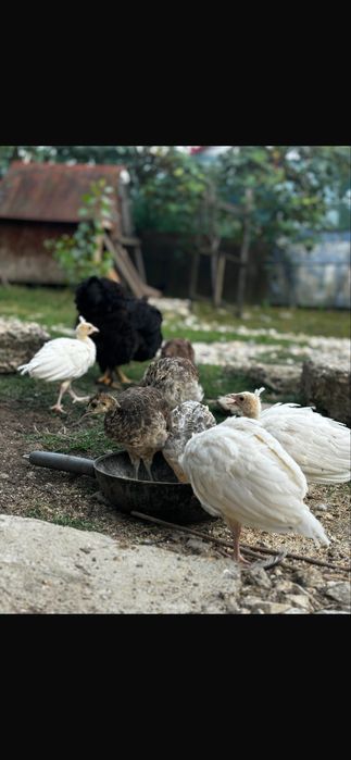 Vand pauni pui si batrani