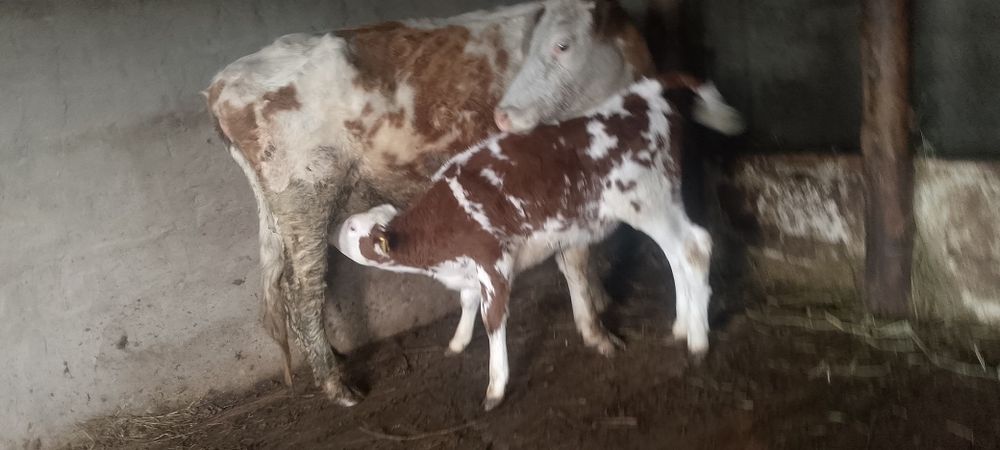 Продам корову с телёнком