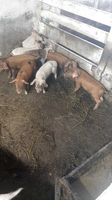 Продам поросят дюрки