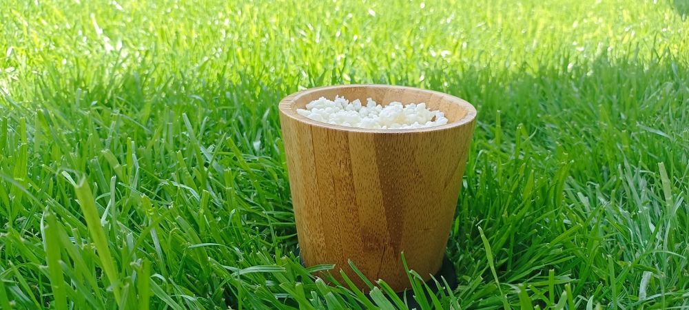 Ciuperca Tibetana KEFIR