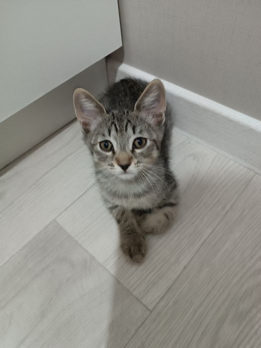 Котенок бесплатно