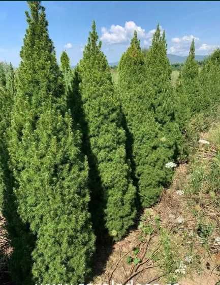 Plante Exterioare pentru Amenajări Premium și Rustice