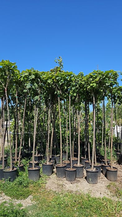 Artar japonez  acer plante