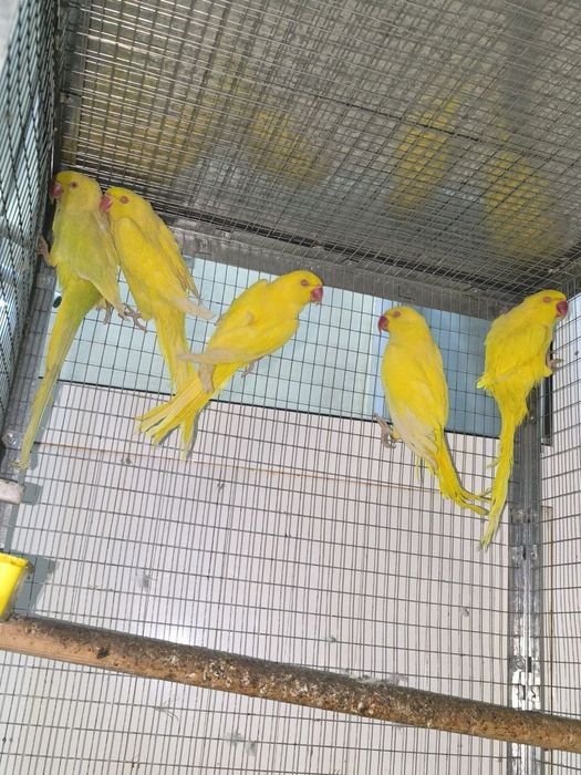 Toti anjilka raglari tiniq yirik qushlar
