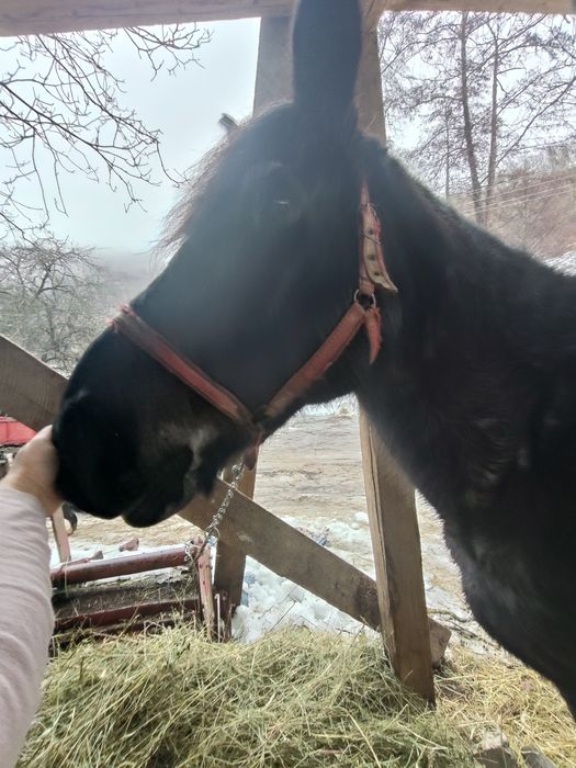 Vând cal foarte cuminte