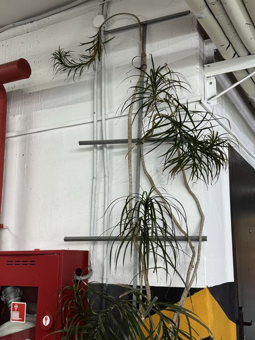 Продам пальму фикус