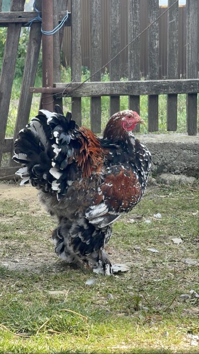 De vânzare brahma portelan