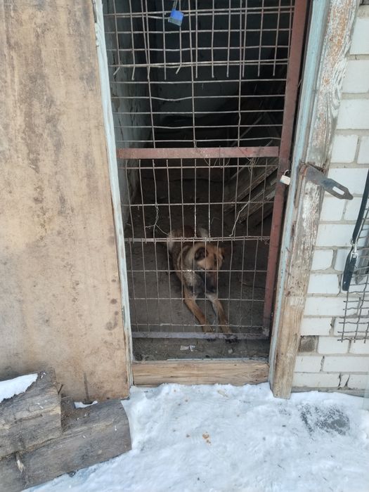 Белгиская овчарка