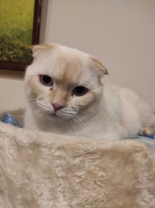 Mushukga vaqtinchalik uy qidiryapmiz!