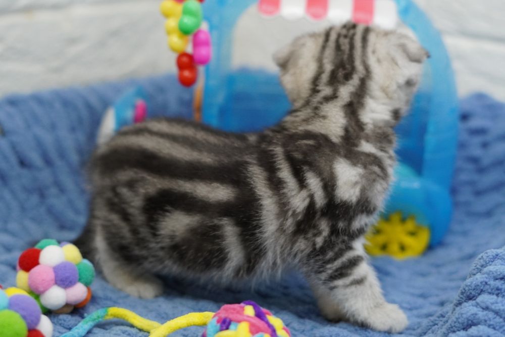 Очаровательные Вислоухие Котята Скоттиш Фолд