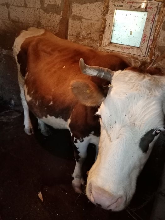 Vand doua vaci de tinere sau de taiat