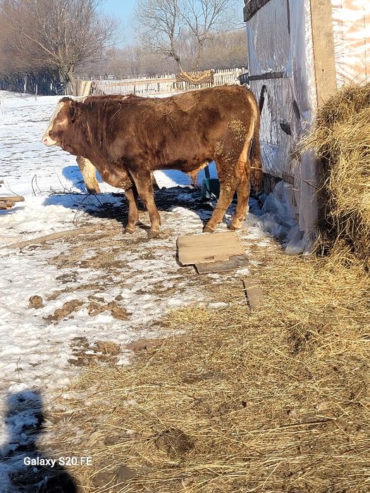 Taurasi 7luni frumos gras bun și de ținut 300 km