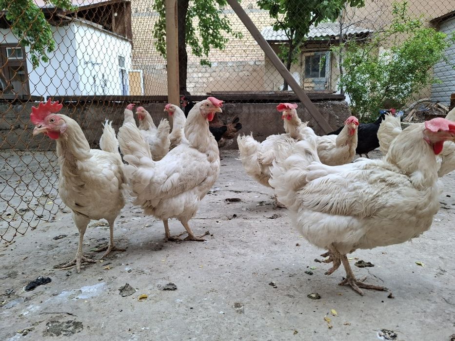 Белые куры несушки