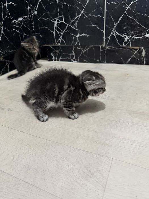 Шотланскийе котята