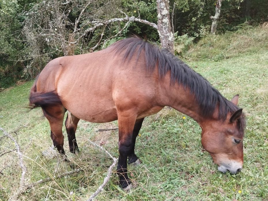 Mânz semigreu murg din cai de talie mare