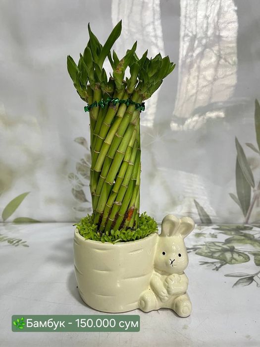 Аспарагус, Рускус, Эпипремнум, Биркин, Сансевиерия и др