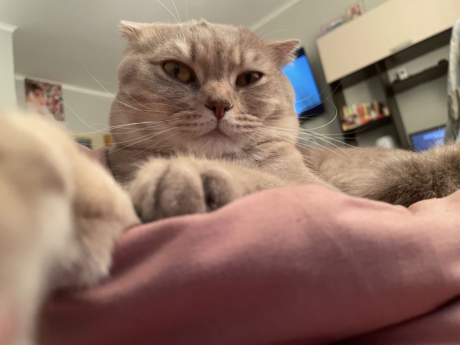 Шотландец, вислоухий кот