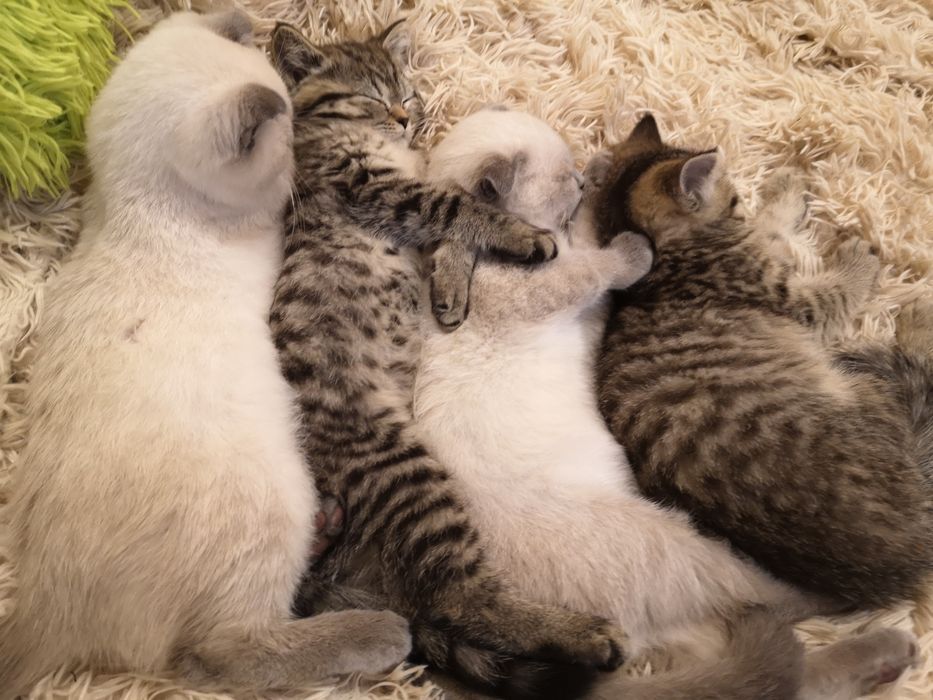 Шотландски и британски котенца