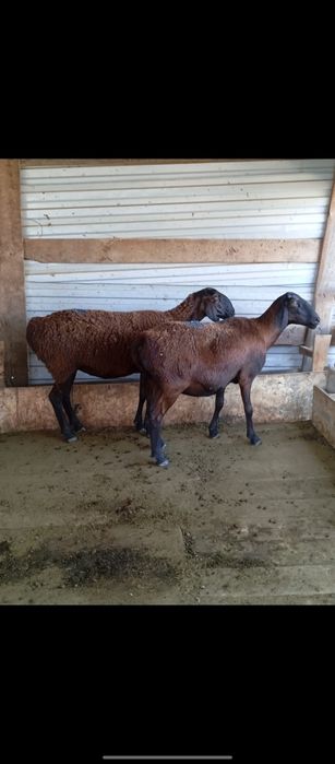 Бараны             .