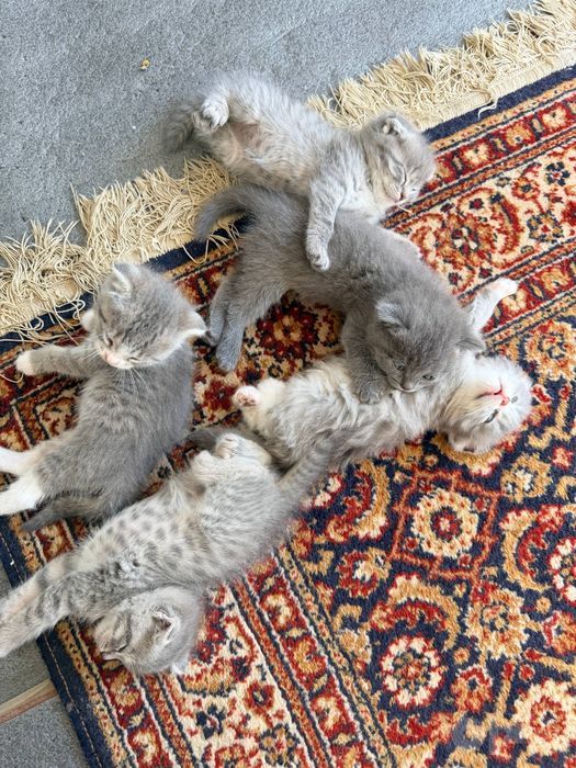 Tez va arzon sotiladi Asal Muwukchala