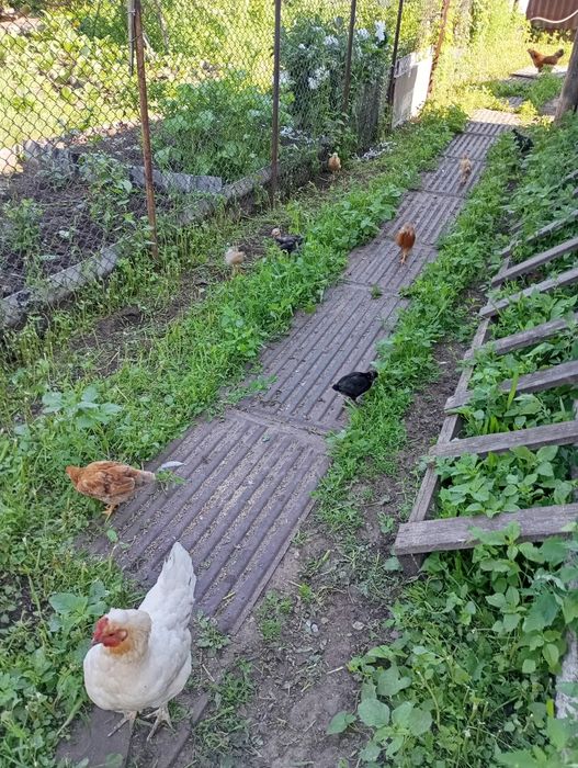 Продам квочку с цыплятами