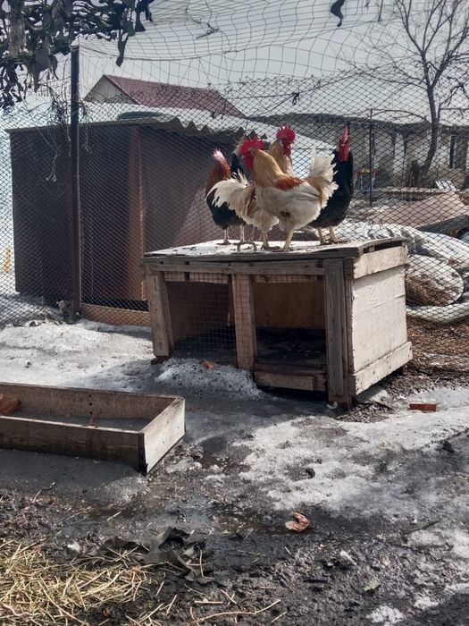 Петух молодняк брама