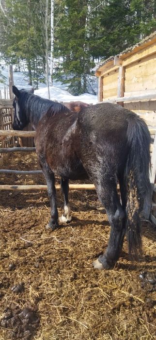 Продам  Жеребую Кобылу