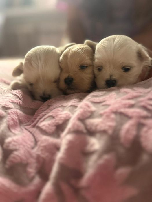 Щенки Мальтипу продажа