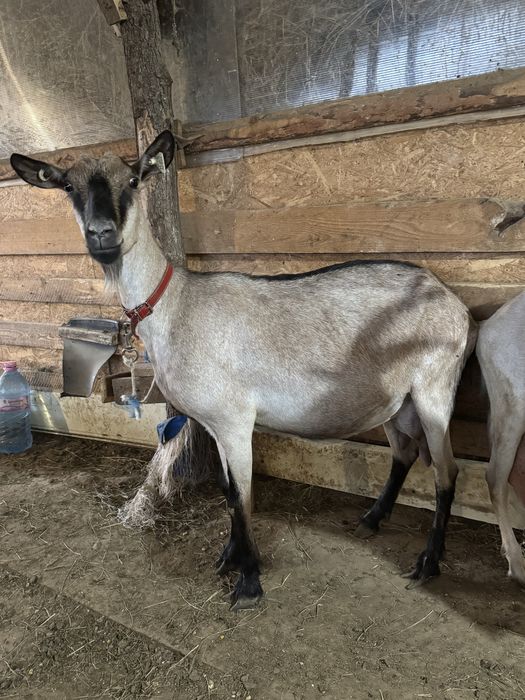 Capre de rasa - Alpina franceza , Zana