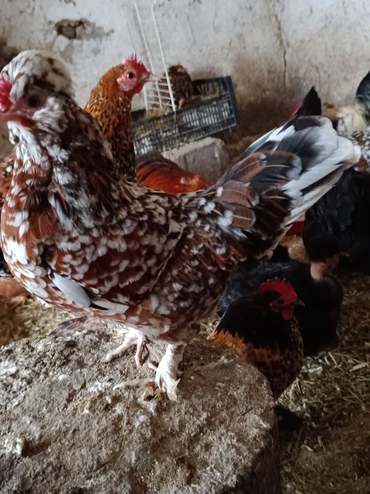 Oua pt incubat gaini pitice