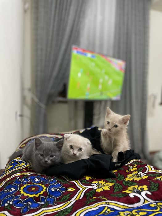 Скотиш фолд & Скотиш страйт