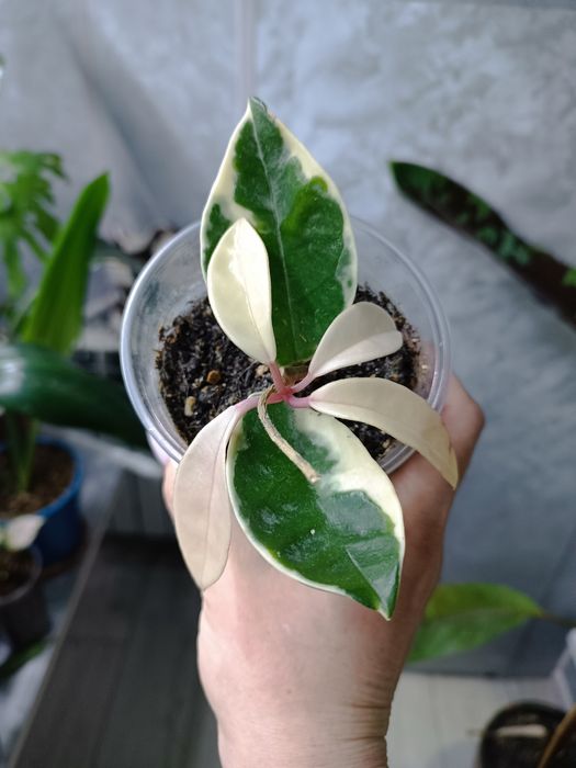 Комнатные растения