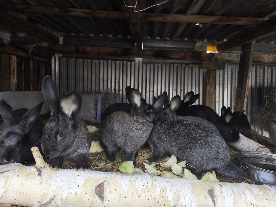 Продаются кролики