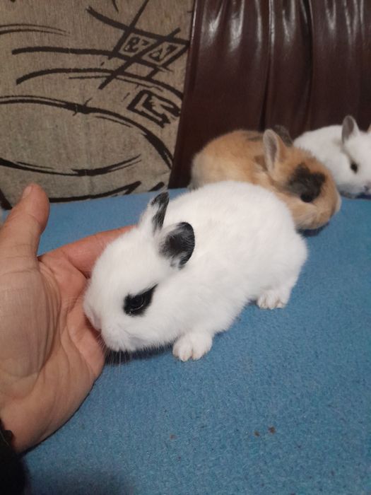 Iepurasi pitici pt copii cuminti