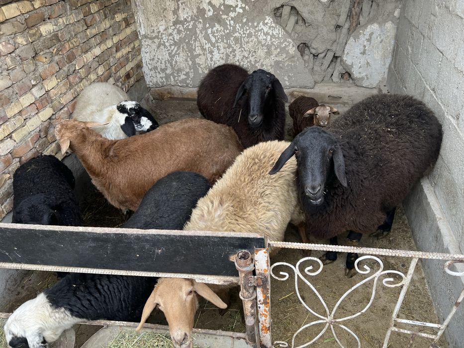 qoy qozilar kelishilgan narxlarda