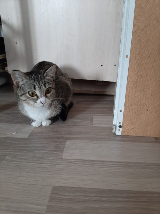 Отдам даром кошки девочки