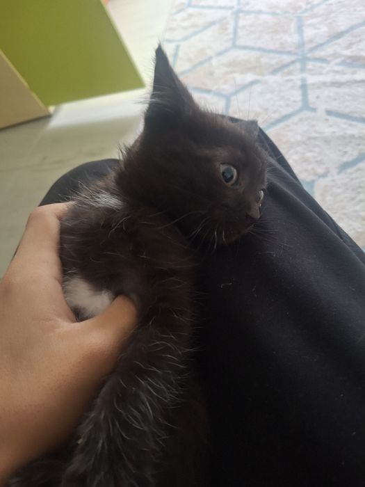 Котенок девочка(вроде)