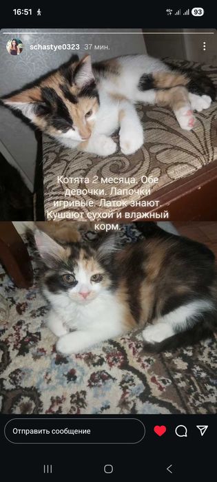 Катята в добрые руки