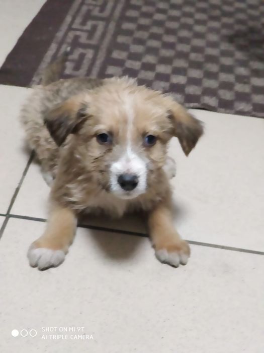 Дарю бесплатно щенков