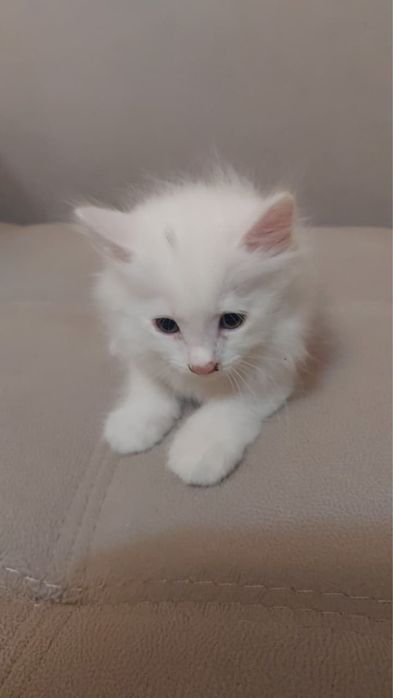 Котята 1,5 месяца