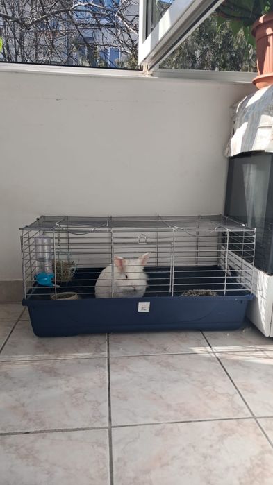 Iepure de vânzare împreună cu cusca