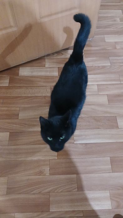 Отдам бесплатно кошечку