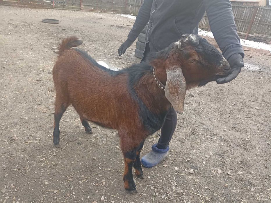 Disponibil iezi metis sannem și anglonubian