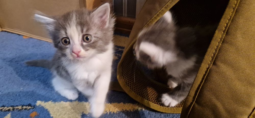 Отдам котят 2 девочки бесплатно.