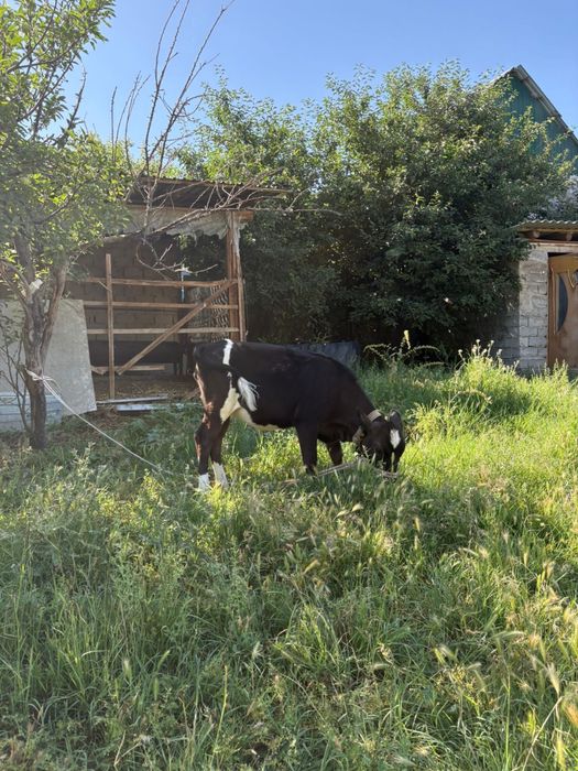 Тана сатылады пародалы