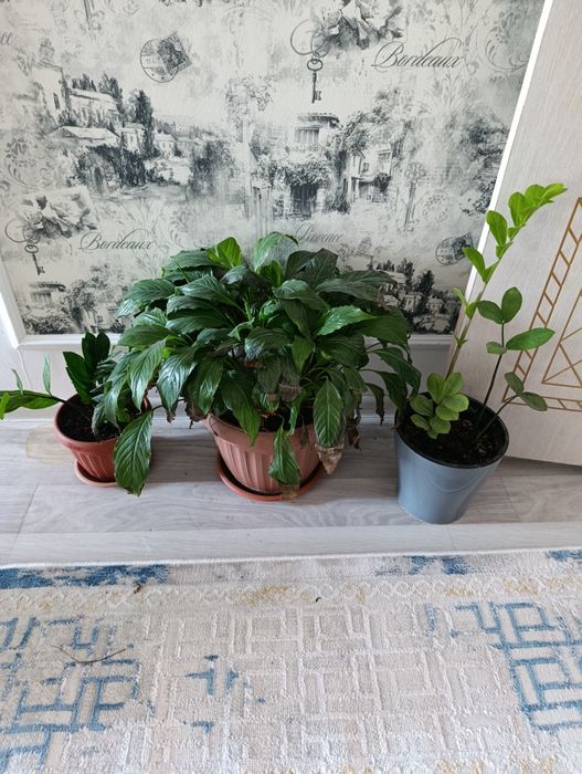 Гул сатылады.багасы келисимди